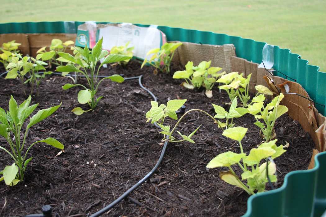 Seeding the way: Junior plants on-campus garden to supply food to needy