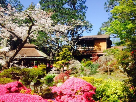 Japanese tea garden in San Francisco 