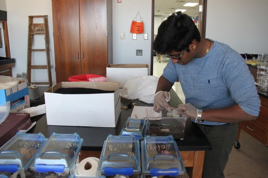 Senior Prithvi Thavanampalli checks the insect chambers for deaths and records his observations. I feel like so far, many of the deaths have been natural, Thavanampalli said. Some of them, that I want to specifically dissect, have turned a really dark brown within one night. Im assuming that has something to do with the blood problems. Photo by MaryClare Colombo. 