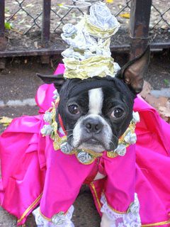 Adorable dog dressed in a princess costume from head to tail