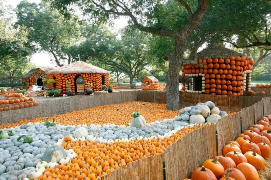 Fall Activities in DFW